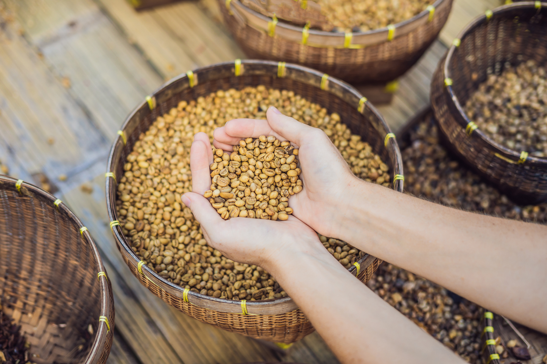 Kopi Luwak or Civet Coffee on the Palm, Coffee Beans Excreted by the Civet